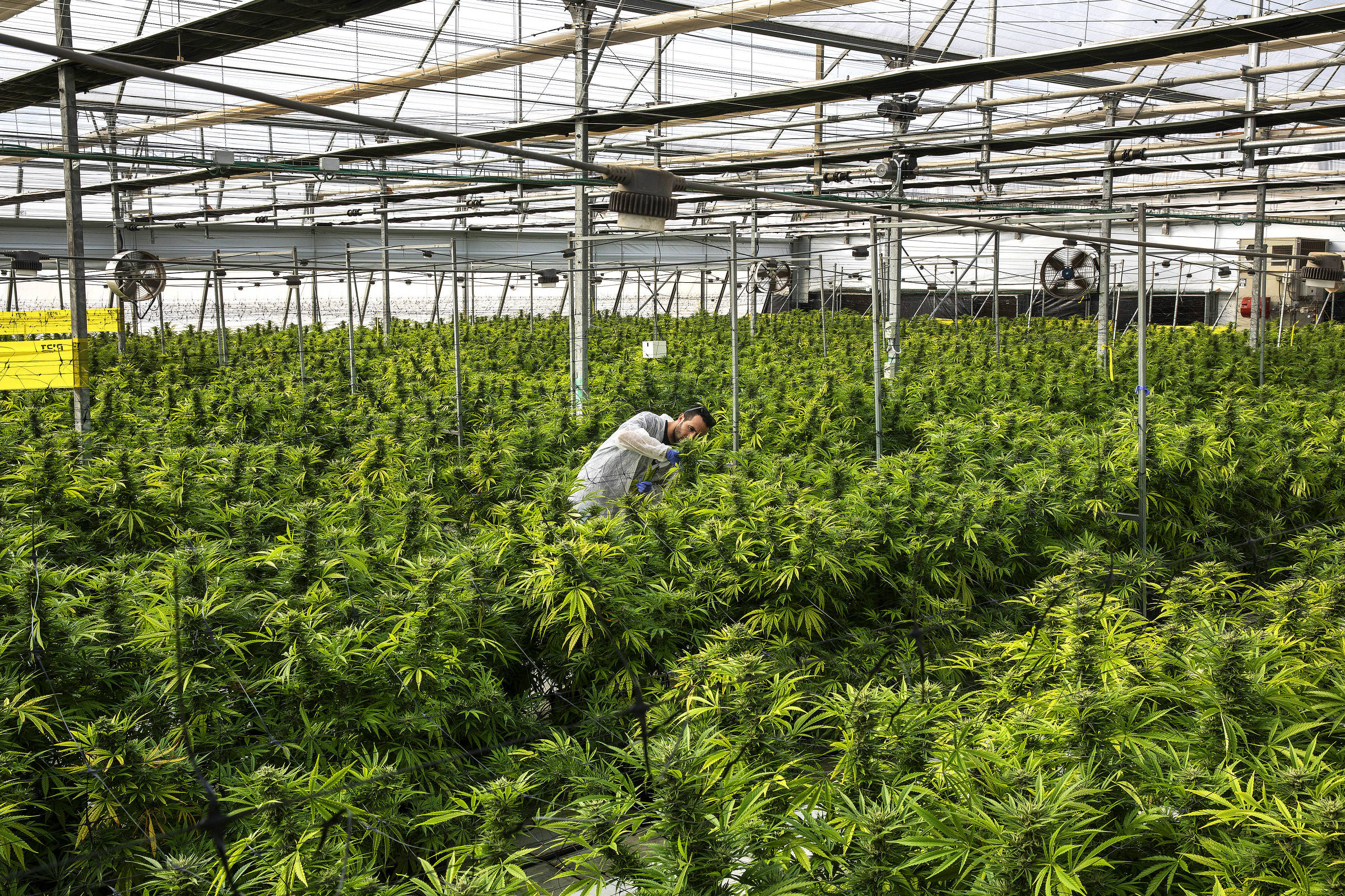 Plantas de maconha em estufa da Breath of Life Pharma, perto de Tel Aviv