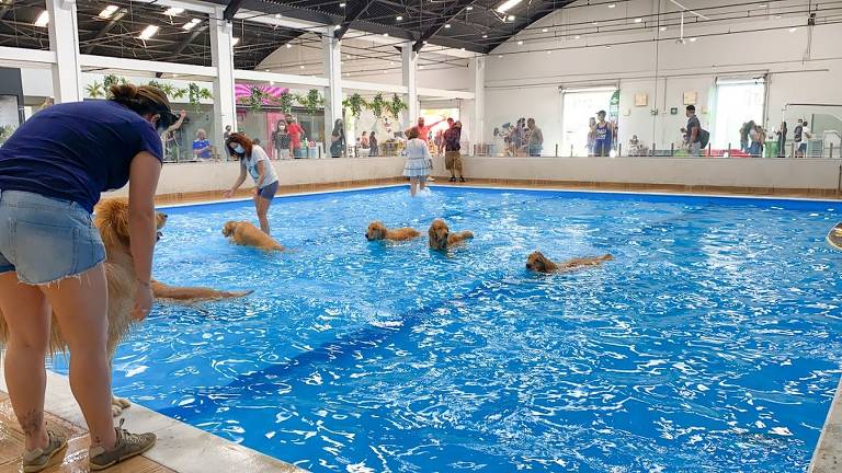 Parque indoor para cães tem piscina e pet shop 