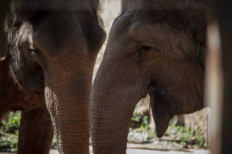 Doença misteriosa causa a morte de 34 elefantes em apenas um mês no Zimbábue