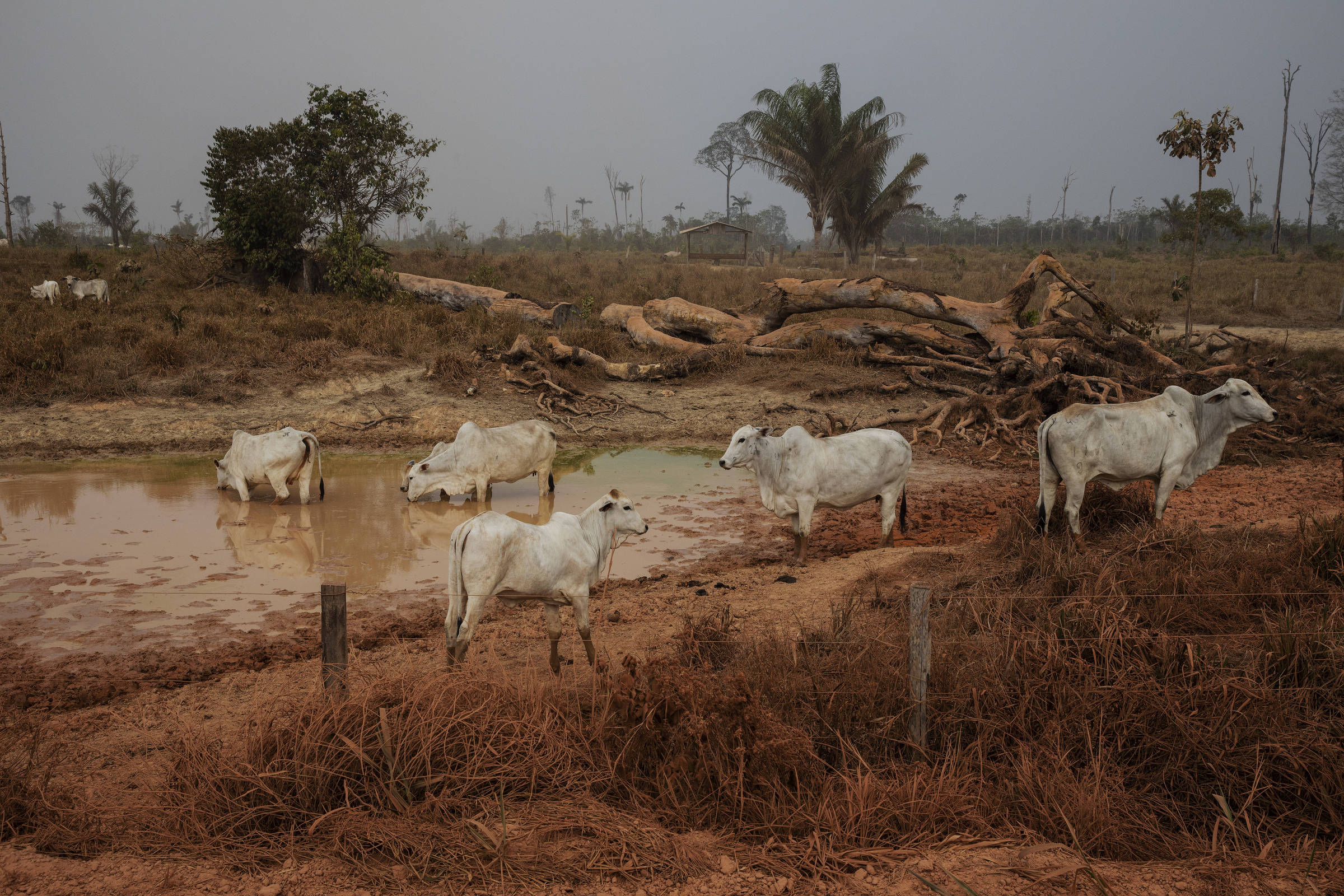 Soil microorganisms are threatened by the replacement of forests with pastures in the Amazon – 09/21/2023 – Environment