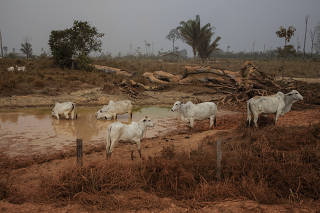 Fazenda de gado às margens na rodovia Transamazônica, na zona rural de Apuí
