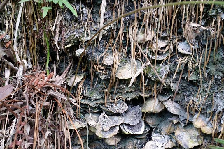  Conchas do sambaqui Crumaú, em Guarujá (SP), um dos maiores do mundo; nas escavações também foram encontrados vestígios de rituais funerários; veem-se conchas e vegetação em close