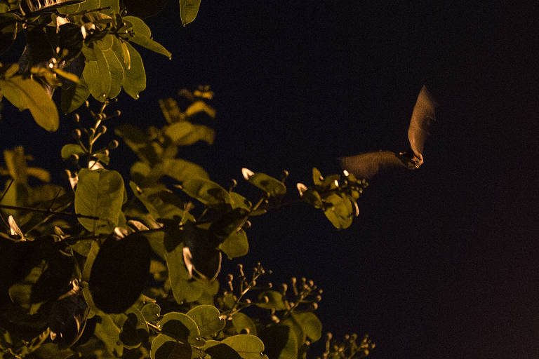 Morcego é visto em árvore na cidade de São Paulo