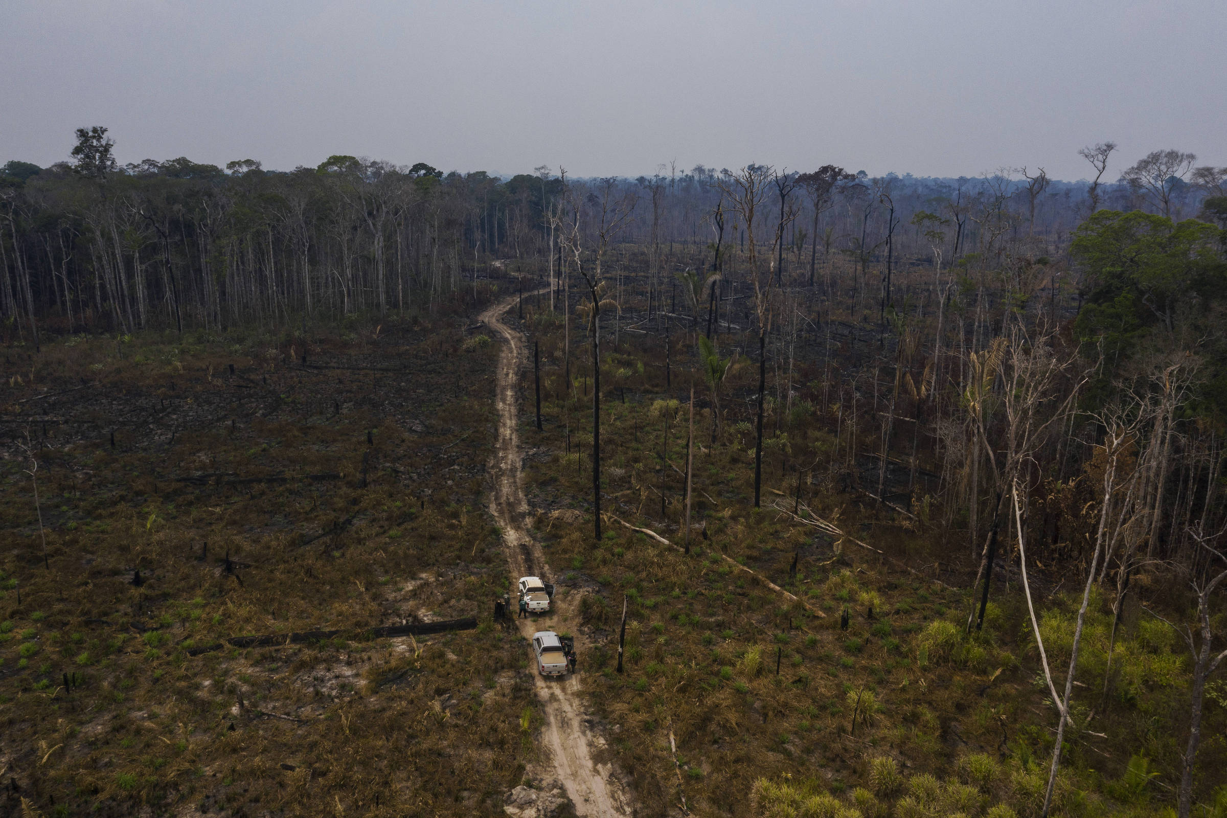 Sustentabilidade com o Google: ajudando a preservar a Amazônia e a