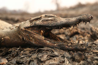 A dead caiman is pictured in an area that was burnt in a fire in the Pantanal, the world's largest wetland, in Pocone