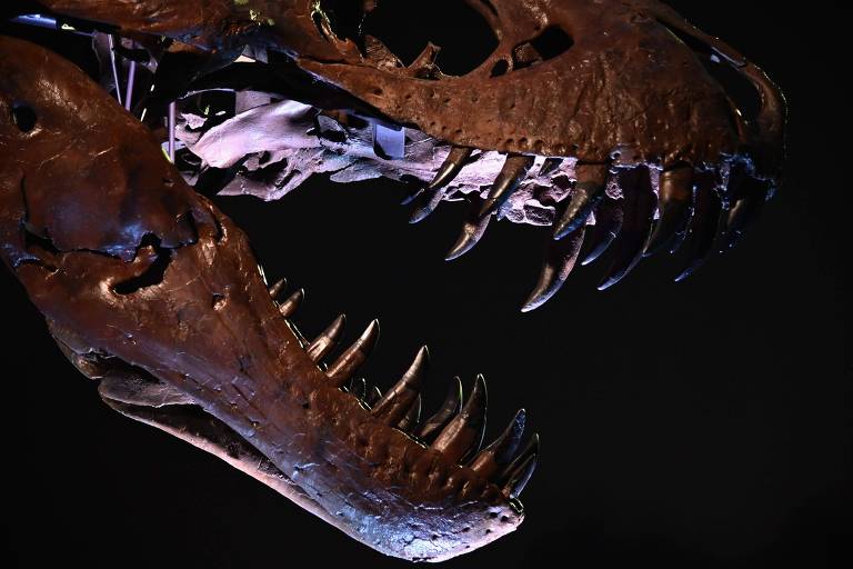 Fóssil de T-Rex é vendido por valor recorde de US$ 31,8 milhões