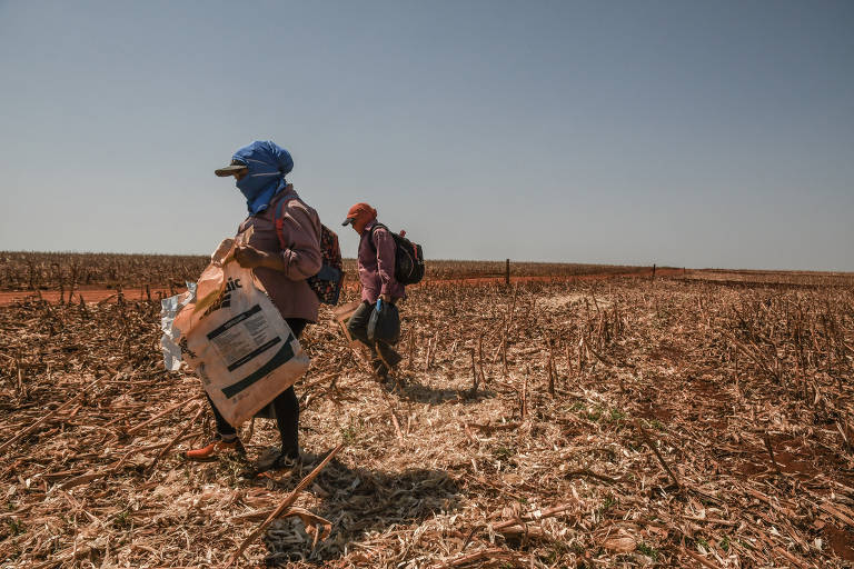 Trabalhadores rurais, vestidos com blusas de mangas compridas e lenços da cabeça até o pescoço,  caminham sob forte sol pelo campo segurando sacos e balde