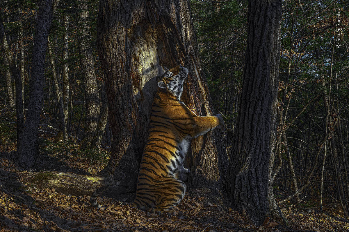 F5 - Você viu? - Tigresa abraçadora de árvores é imagem vencedora de  concurso mundial de fotos de vida selvagem - 14/10/2020