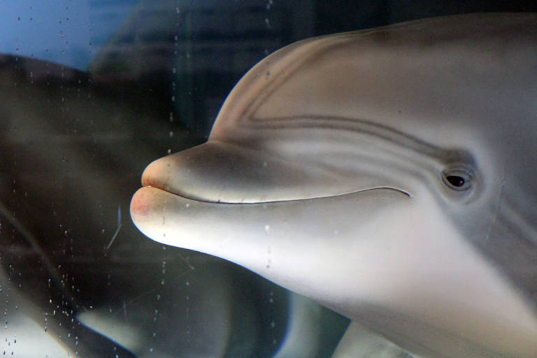 Golfinho-robô pode acabar com cativeiros de animais em parques temáticos