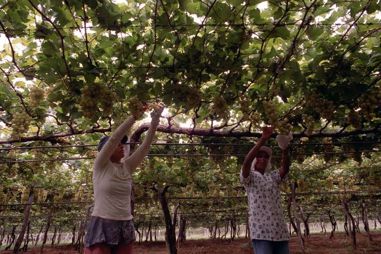 Plantação de uvas em fazenda do grupo Carrefour na região do Vale do Rio São Francisco