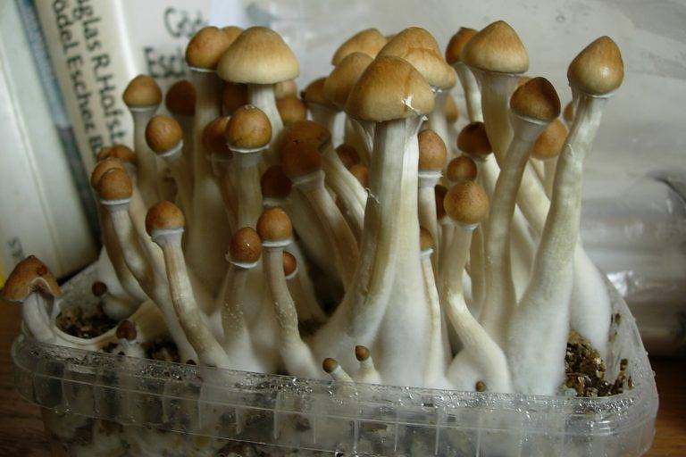 Cogumelos da espécie Psilocybe cubensis, que contém a substância psicodélica psilocibina 