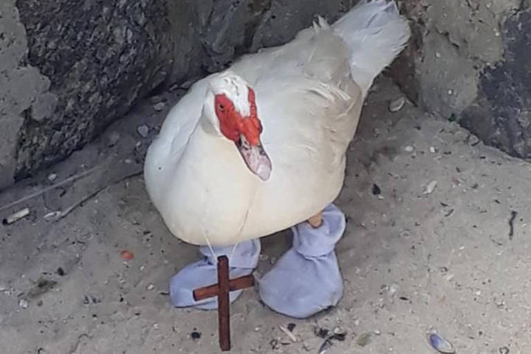 Pato com meia e crucifixo é resgatado na Praia da Macumba
