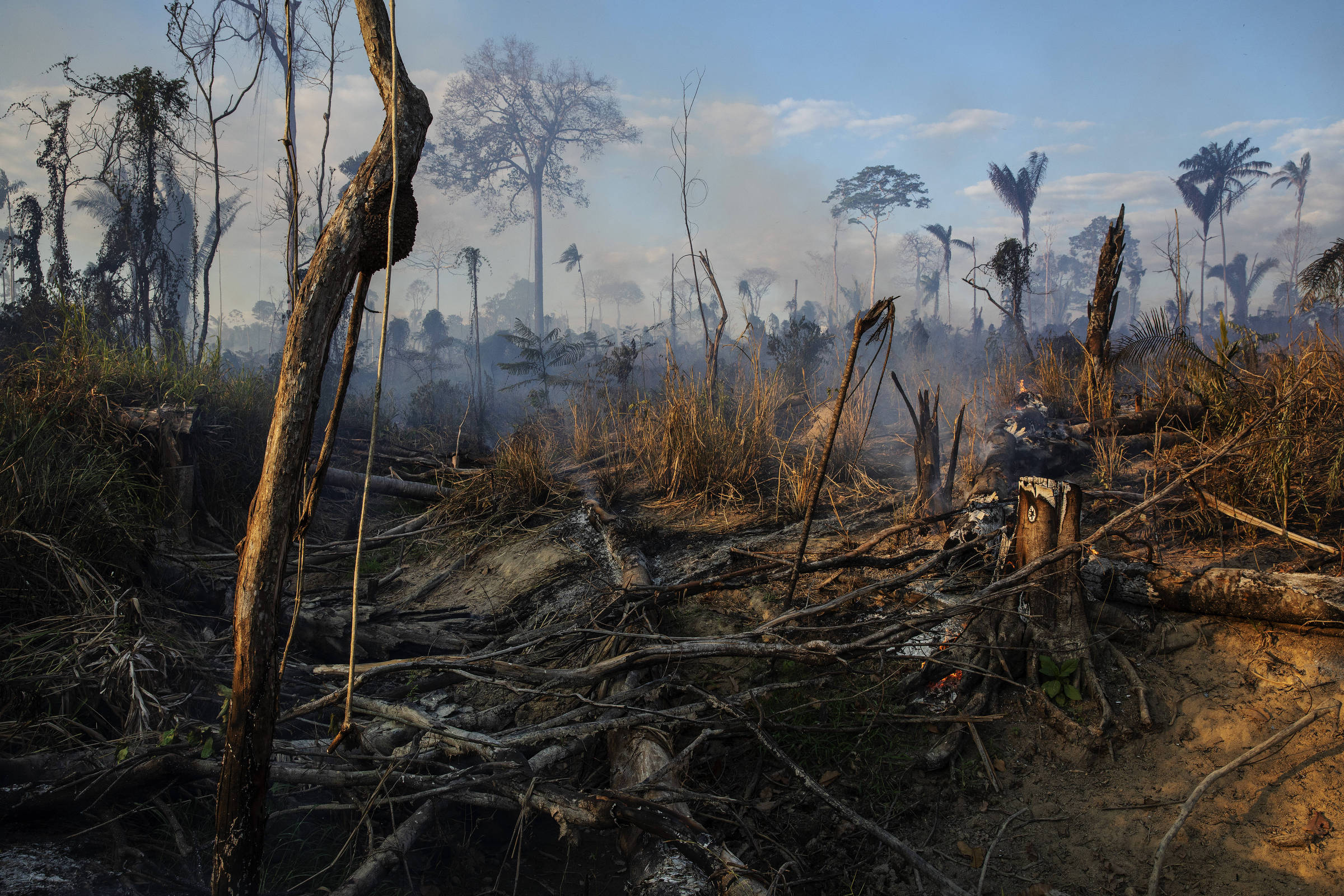 Árvores de floresta queimadas ainda produzindo fumaça