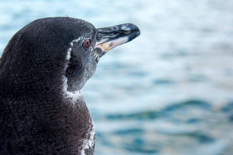 Galápagos registra recorde no número de pinguins e cormorões endêmicos durante censo