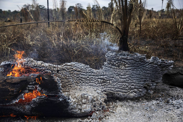 Tronco de árvore caído no chão com uma parte em chamas e o resto com aparência de carvão