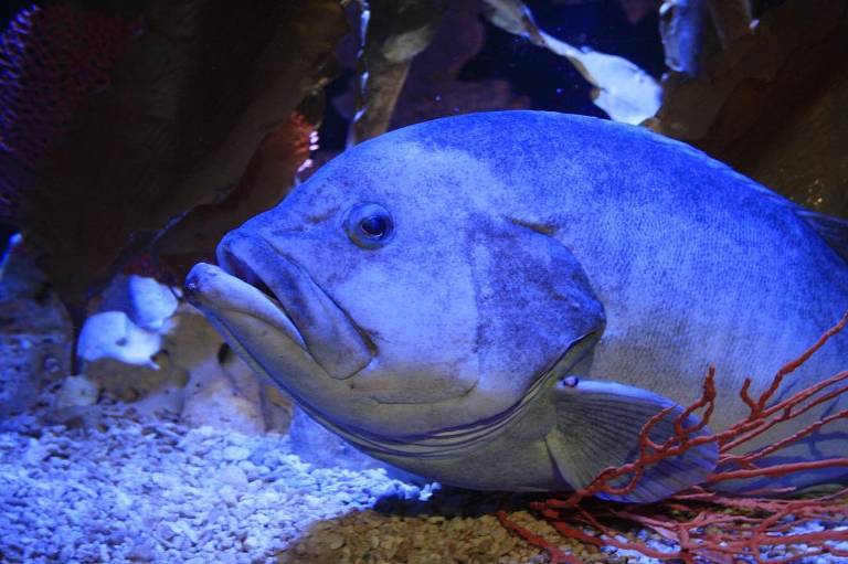 Peixe fica deprimido após aquário fechar para visitas na pandemia