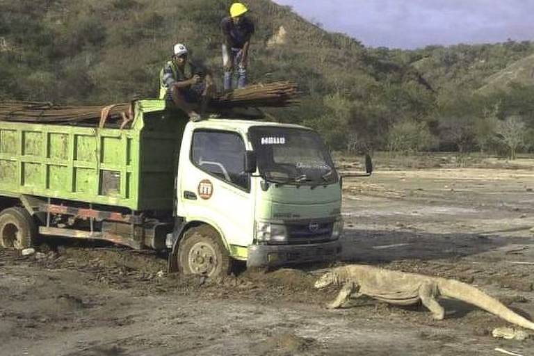 Foto viral de dragão-de-komodo revela construção de atração tipo 'Jurassic Park' em ilha