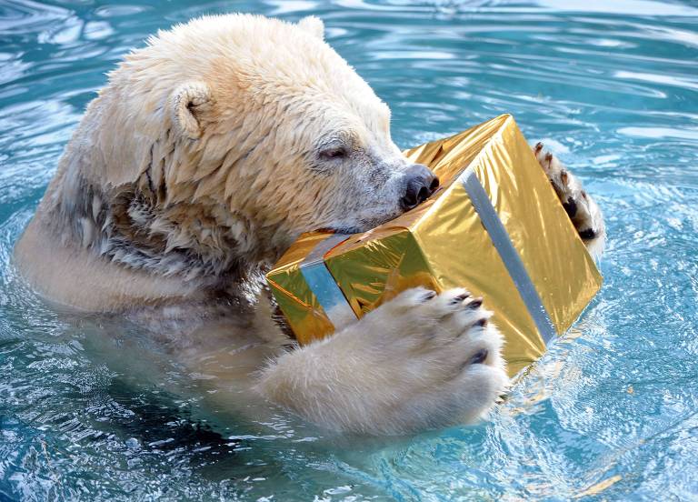 Urso polar abre caixa de presente com carne dentro, em zoológico da cidade de La Flèche, na França 