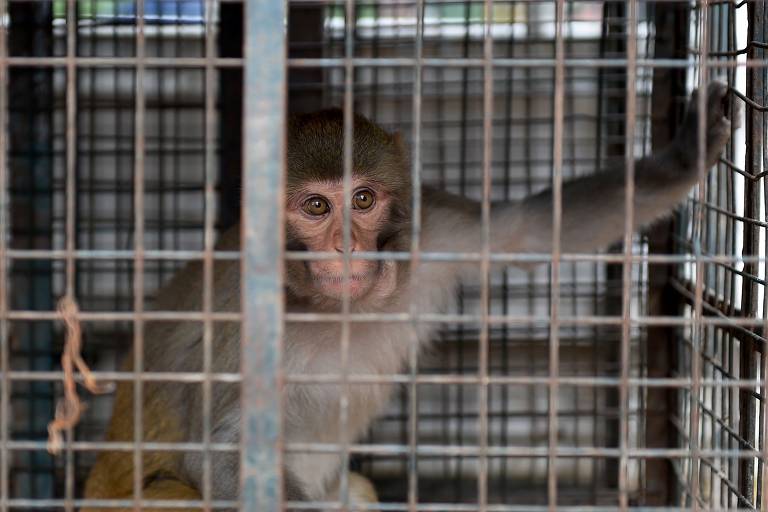 Macaco-prego é capturado por sucuri e salvo por turistas no MS