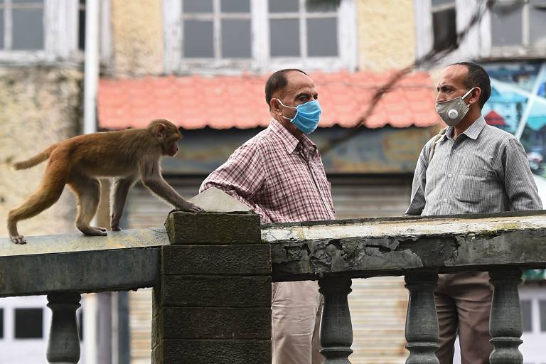 VÍDEO: macaco-prego é salvo de sucuri por turistas em Bonito (MS