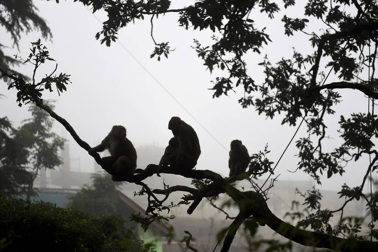 Macaco-prego é capturado por sucuri e salvo por turistas no MS