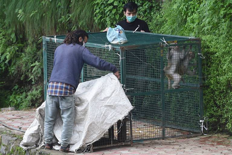 Macaco-prego é capturado por sucuri e salvo por turistas no MS