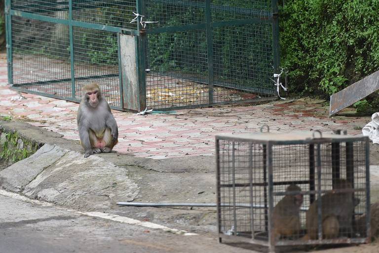 VÍDEO: macaco-prego é salvo de sucuri por turistas em Bonito (MS