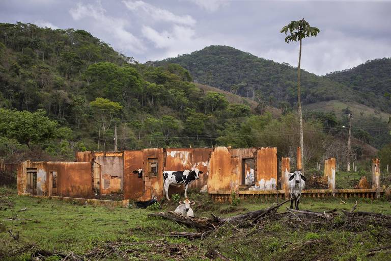 Imagem mostra ruínas de uma casa em meio à vegetação. Há também duas vacas pastando.