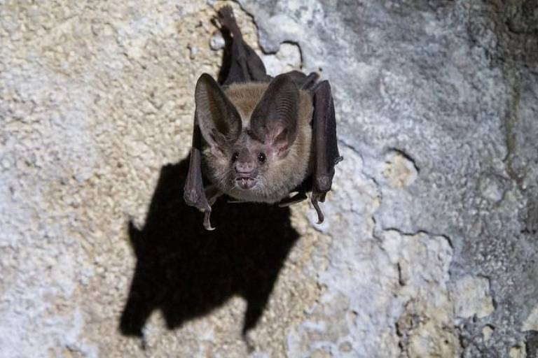 Morcegos-vampiros são animais sociais que gostam de cuidar uns dos outros e compartilhar comida