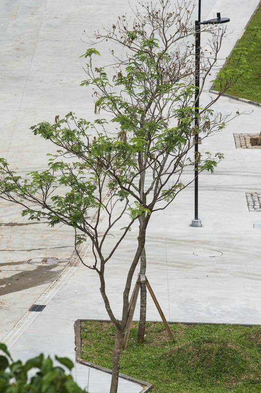 Mudas de árvores plantadas nas laterais do Vale do Anhangabaú durante nova reforma