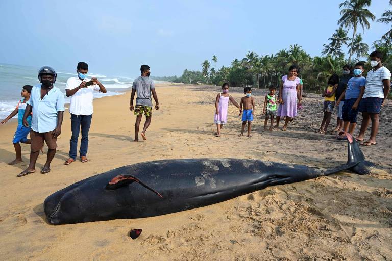 Voluntários devolvem ao mar cerca de 120 baleias encalhadas na costa do Sri Lanka