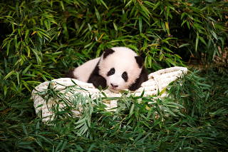 A giant panda cub Fu Bao is seen during an event to announce its name for the first time at an amusement park in Yongin