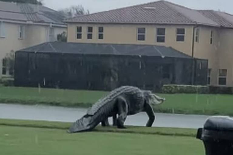 Jacaré gigante é visto em campo de golfe na Flórida