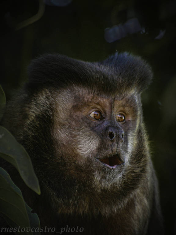 Macaco de boca aberta