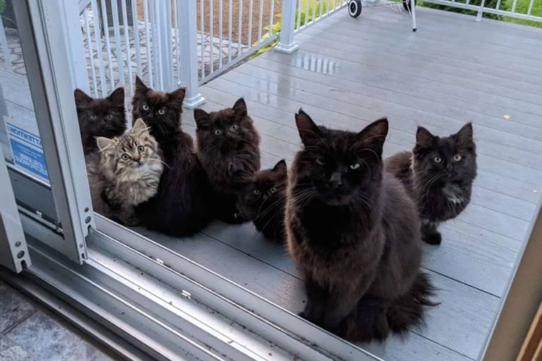 A gata Usagi e seus seis filhotes na porta da casa de Lisianne, em Québec, no Canadá