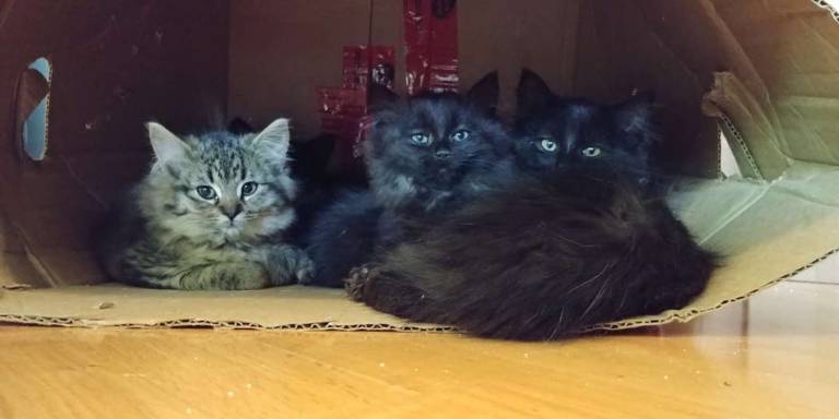 Apenas um dos filhotinhos de Usagi nasceu com a pelagem tigrada