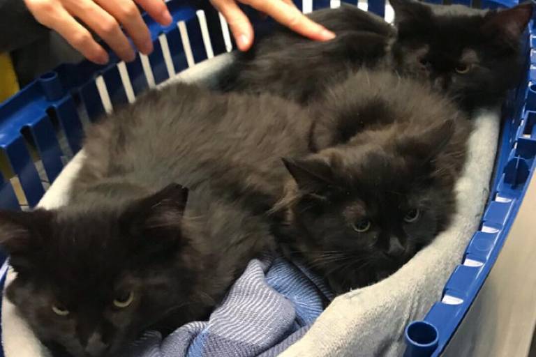 Mamãe e filhotes foram resgatados, castrados e encaminhados para adoção  