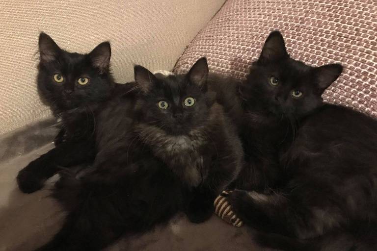 Os filhotes foram tratados e ficaram todos lindos 