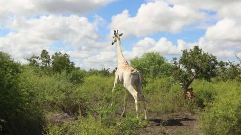 'Única girafa branca do mundo' é equipada com rastreamento por GPS