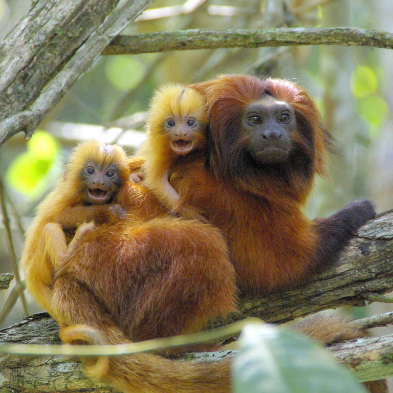 Dois filhotinhos de mico-leão-dourado nas costas da mãe em uma árvore, todos olhando para a câmera