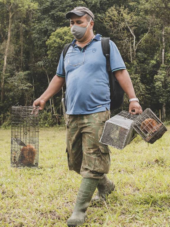 Homem caminha num pasto carregando gaiolas com micos-leões-dourados
