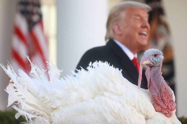 O presidente dos EUA, Donald Trump, e o peru Corn, que foi poupado da ceia de Ação de Graças de 2020
