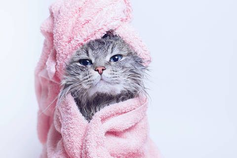 Banho em gatos