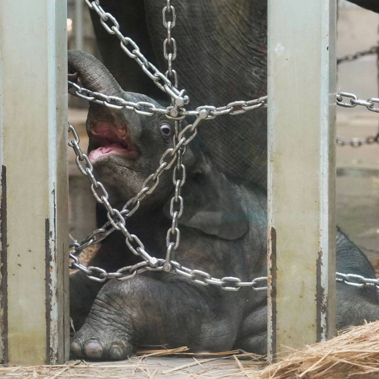 Bebê elefante que nasceu em zoológico de Tóquio