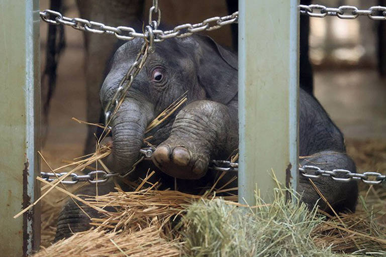 Primeiro elefante asiático nascido no zoológico de Ueno