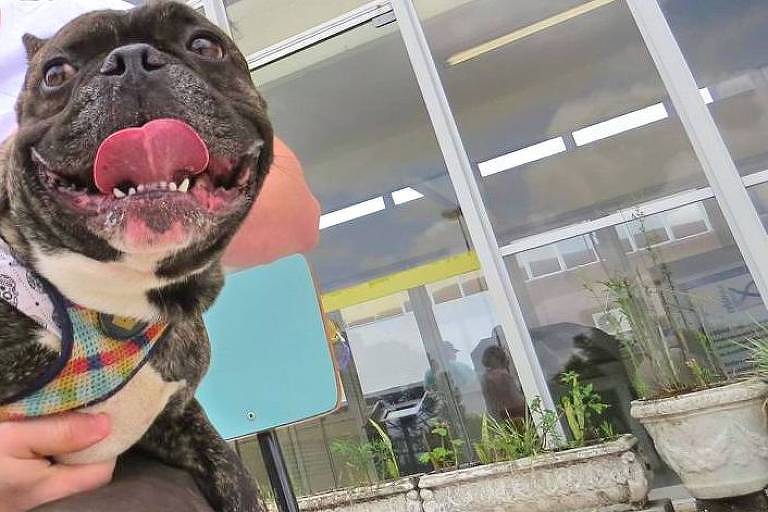 Em Curitiba, pesquisadores identificam primeiros cães com coronavírus no Brasil