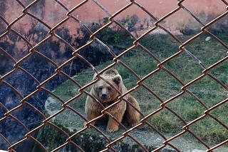 Two Himalayan brown bears to relocate to Al Ma'Wa for Wildlife and Nature sanctuary in Jordan, at the Marghazar Zoo in Islamabad