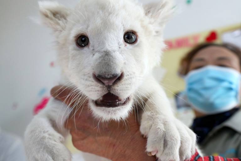 Zoológico promove ensaio fotográfico com filhotes de leão branco