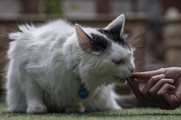 gato branco comendo petisco oferecido na mão de tutor