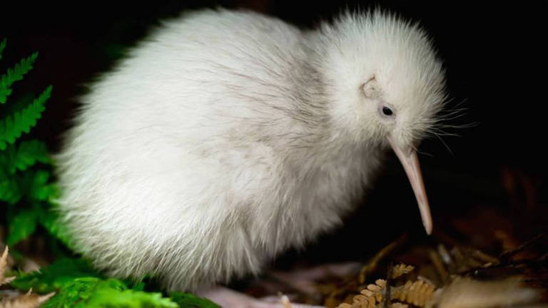 Morre Manukura, a rara ave kiwi branca que inspirou brinquedos e livro infantil